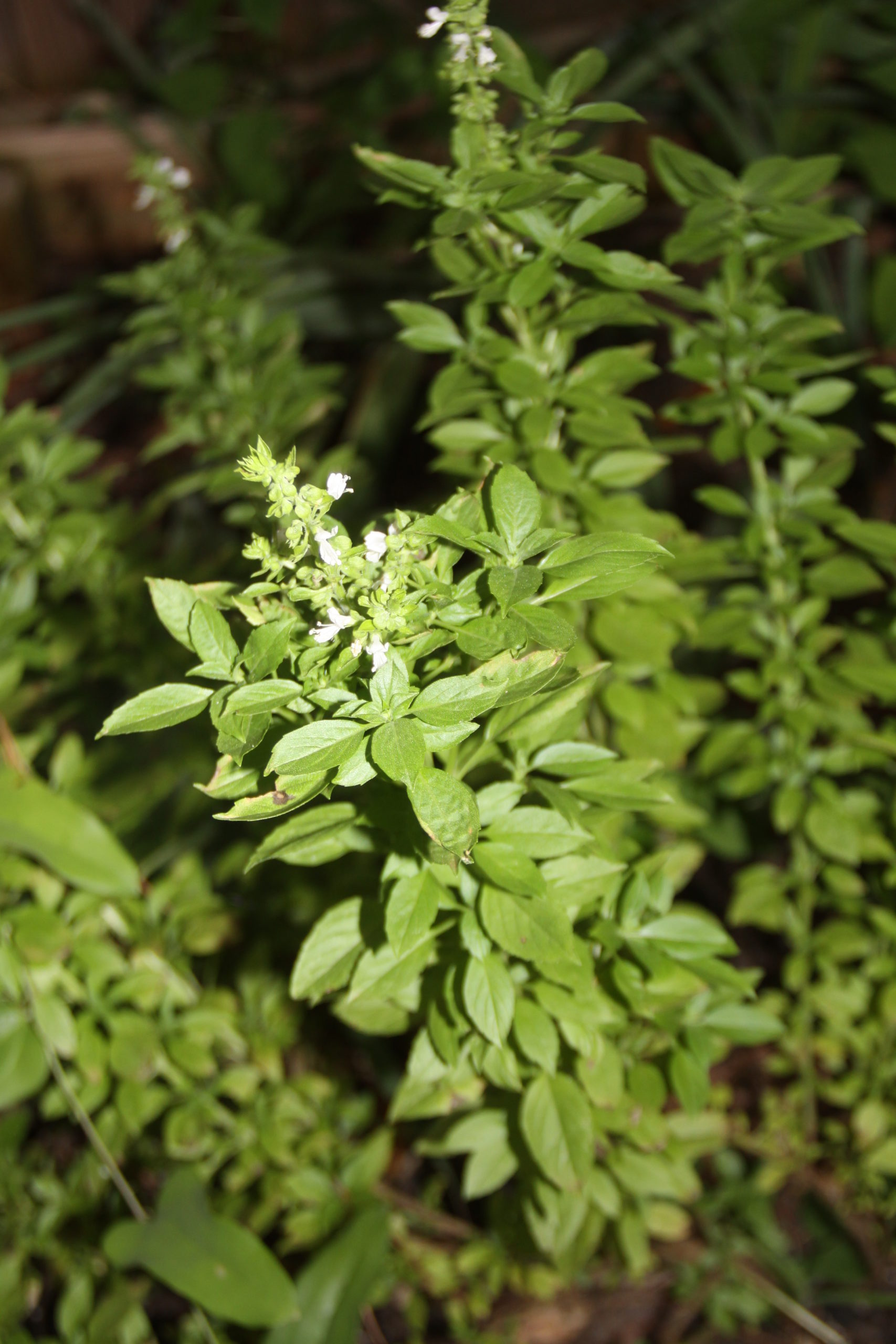 Garden on Purpose: Grow Your Own Fillers