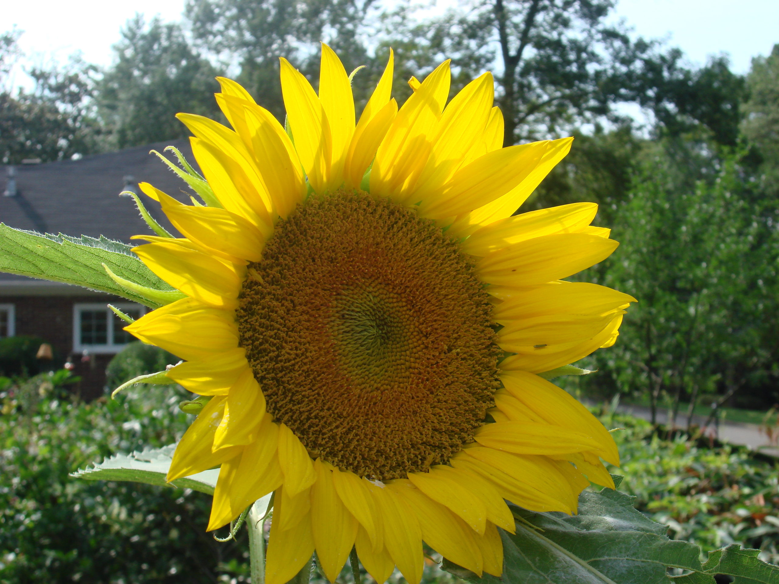 August-September Garden To-Do’s