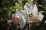 Plant Bulbs Now
