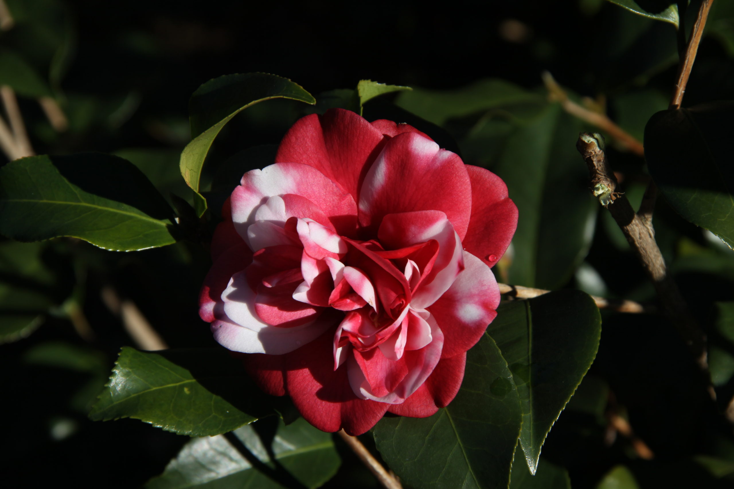 Camellias