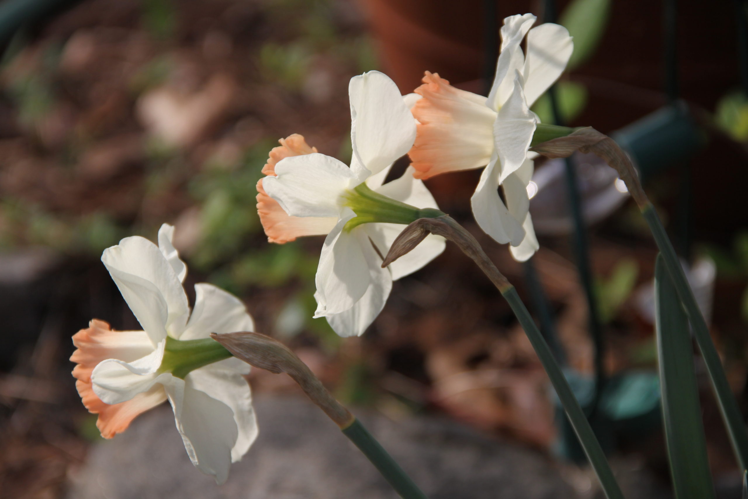 The Birth of Spring!