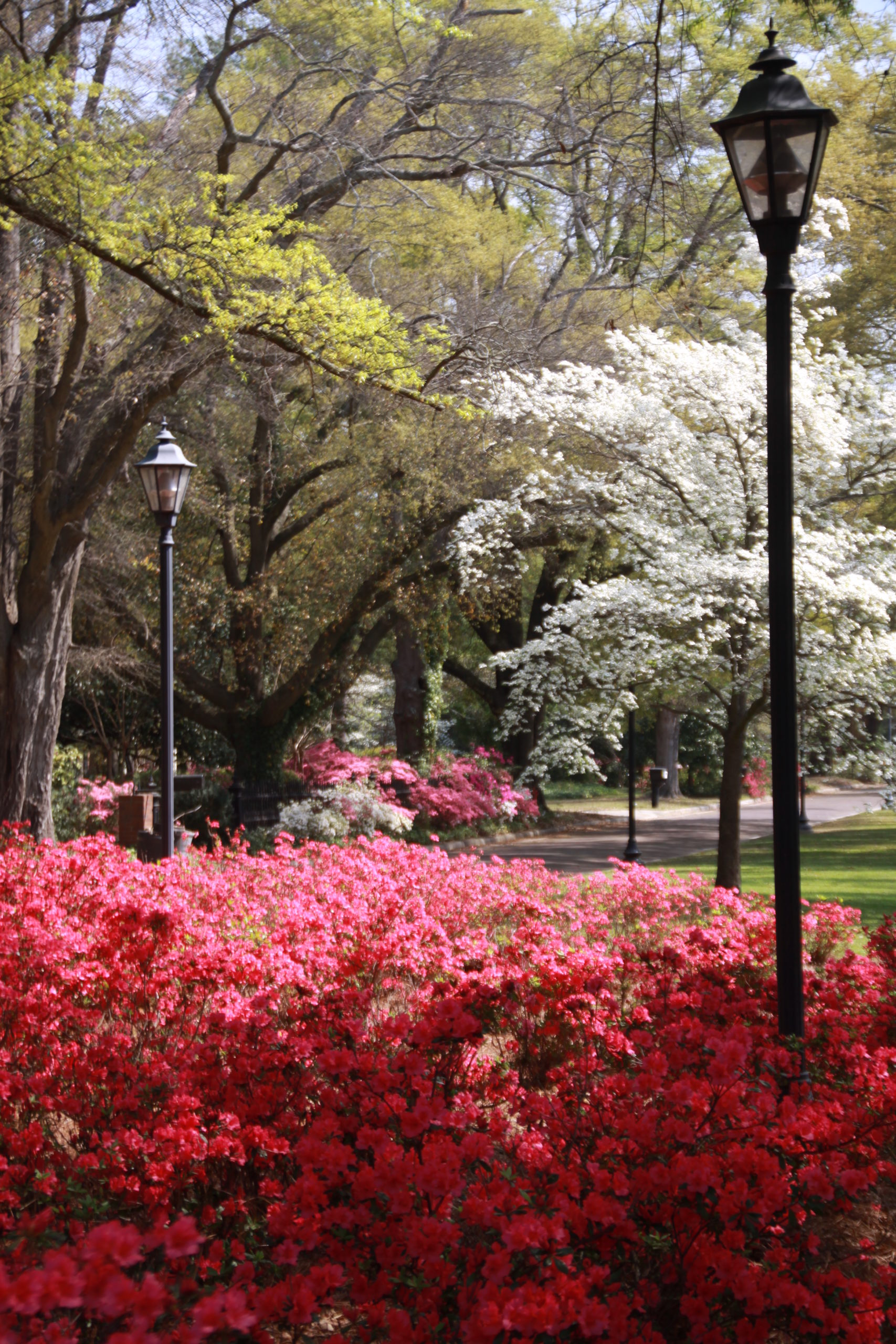 Augusta in Bloom