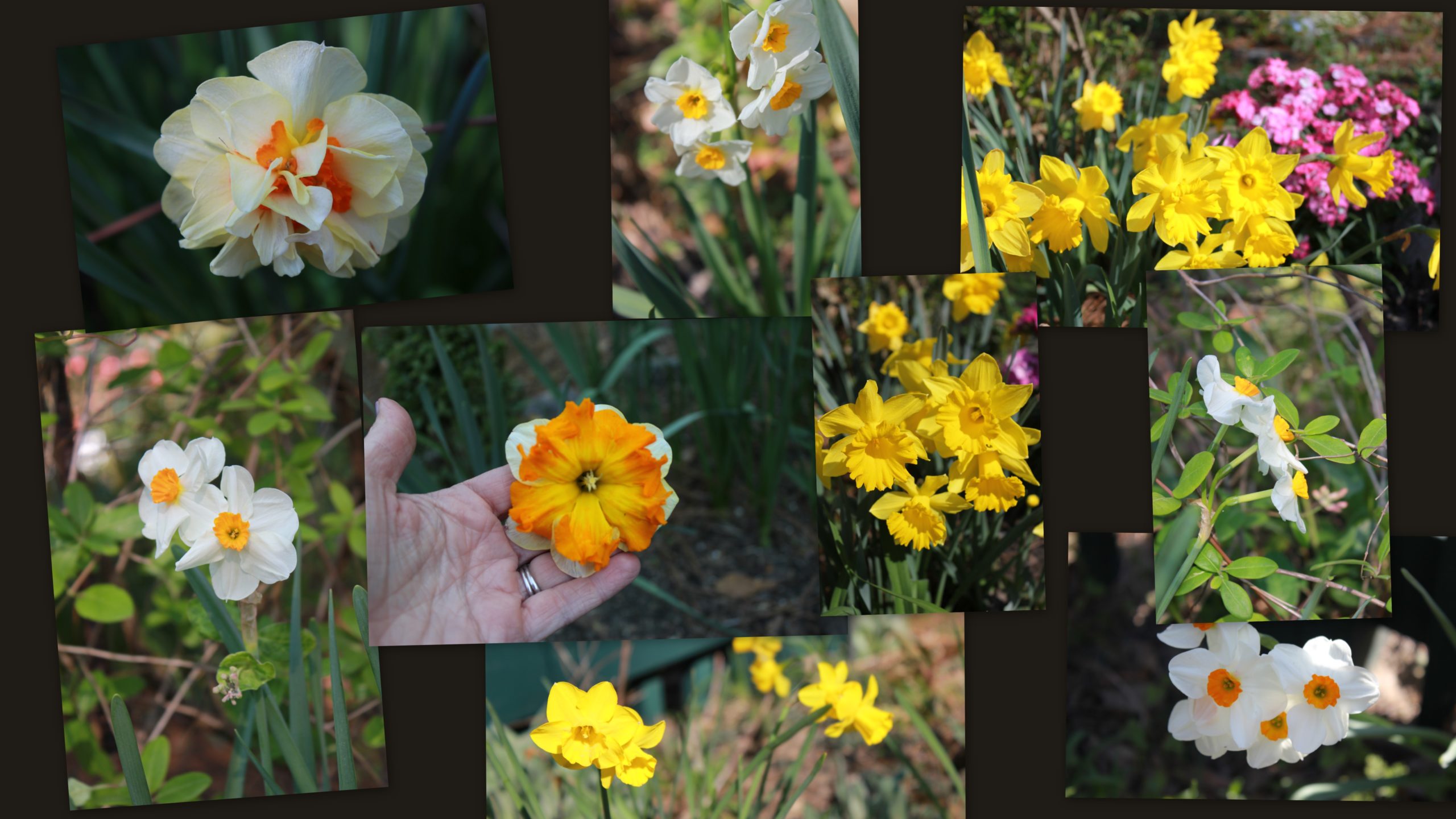 April 2, 2013 Daffodils