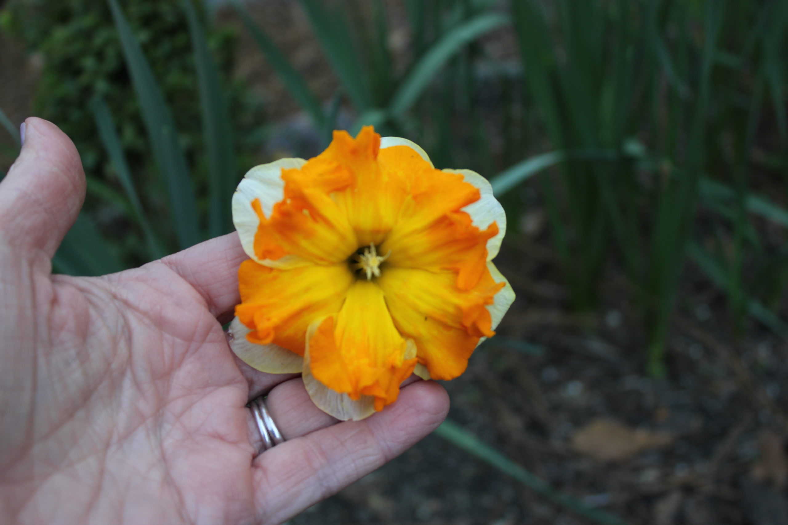 My Garden Monday