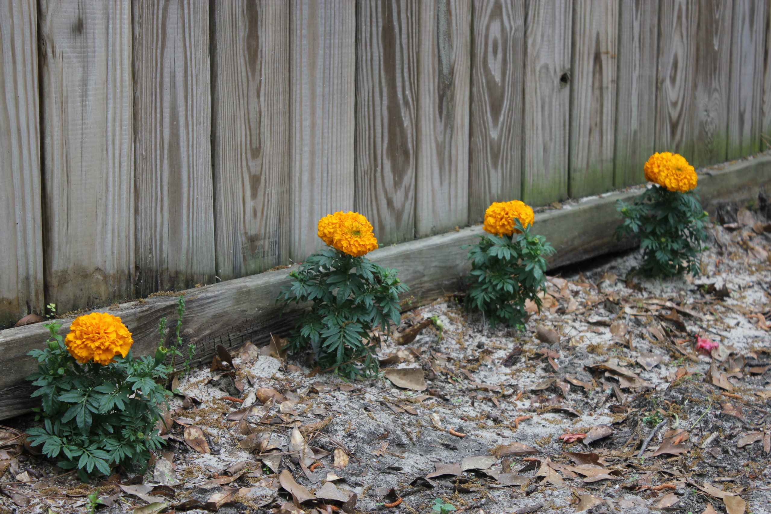 Garden Rx