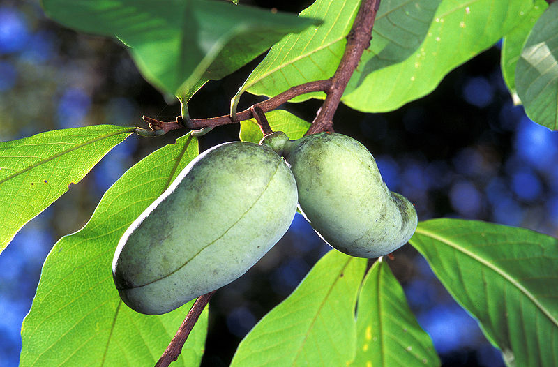 Garden on Purpose: Guest Post.