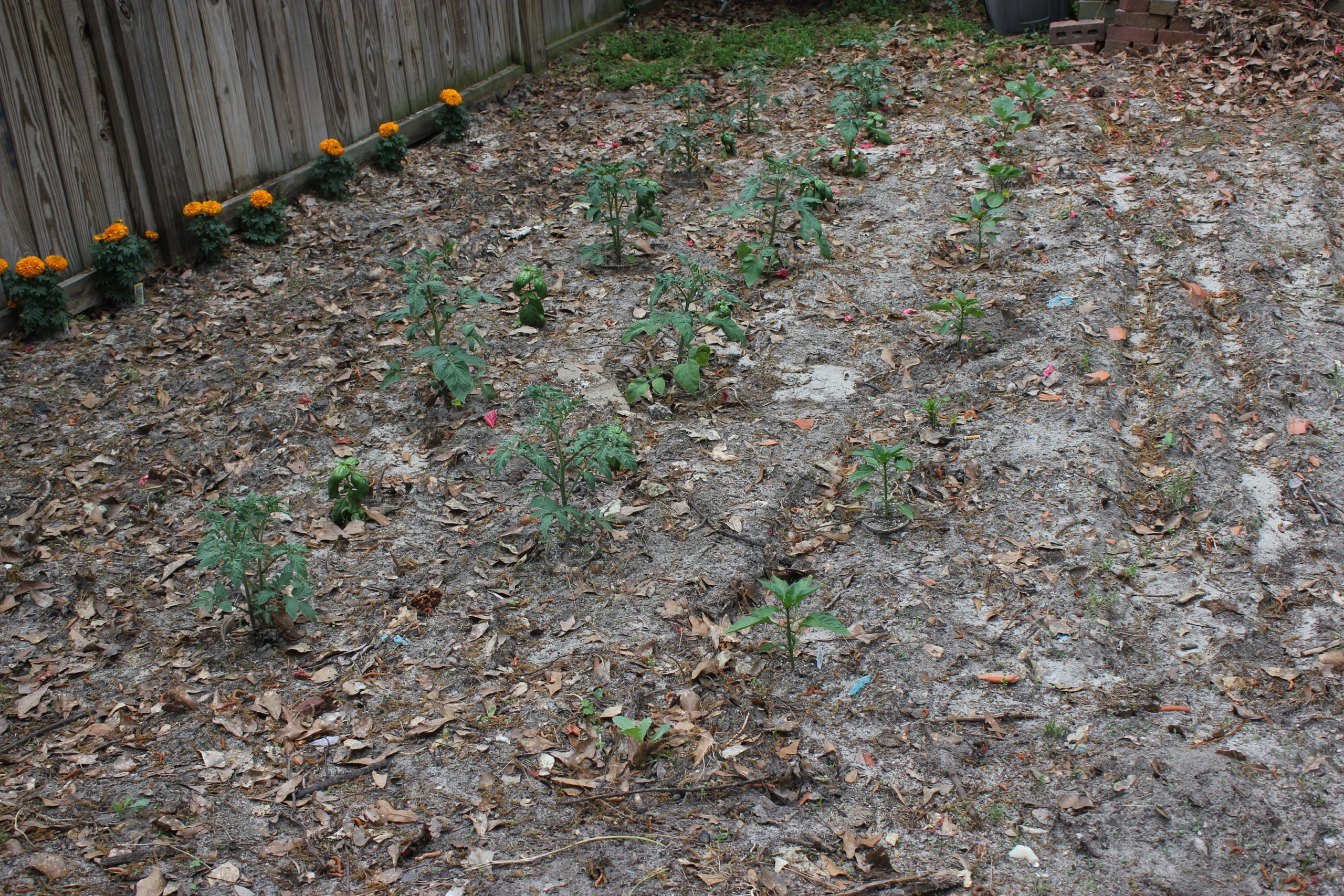 Summer Vegetable Garden Q and A