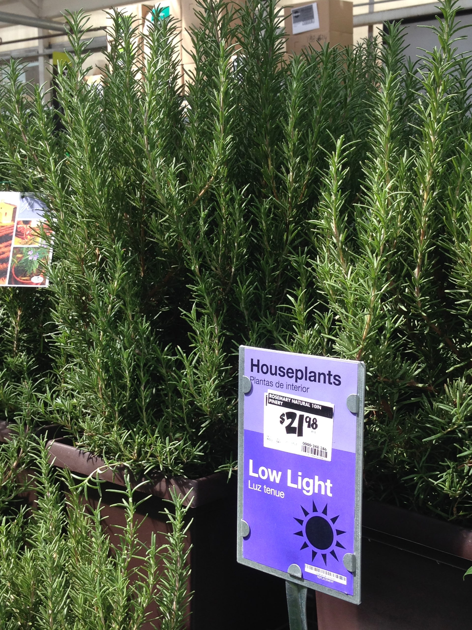 Rosemary, Would I lie to you?