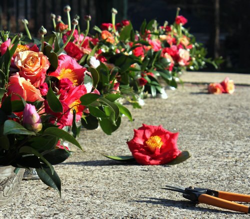 Camellias in Bloom