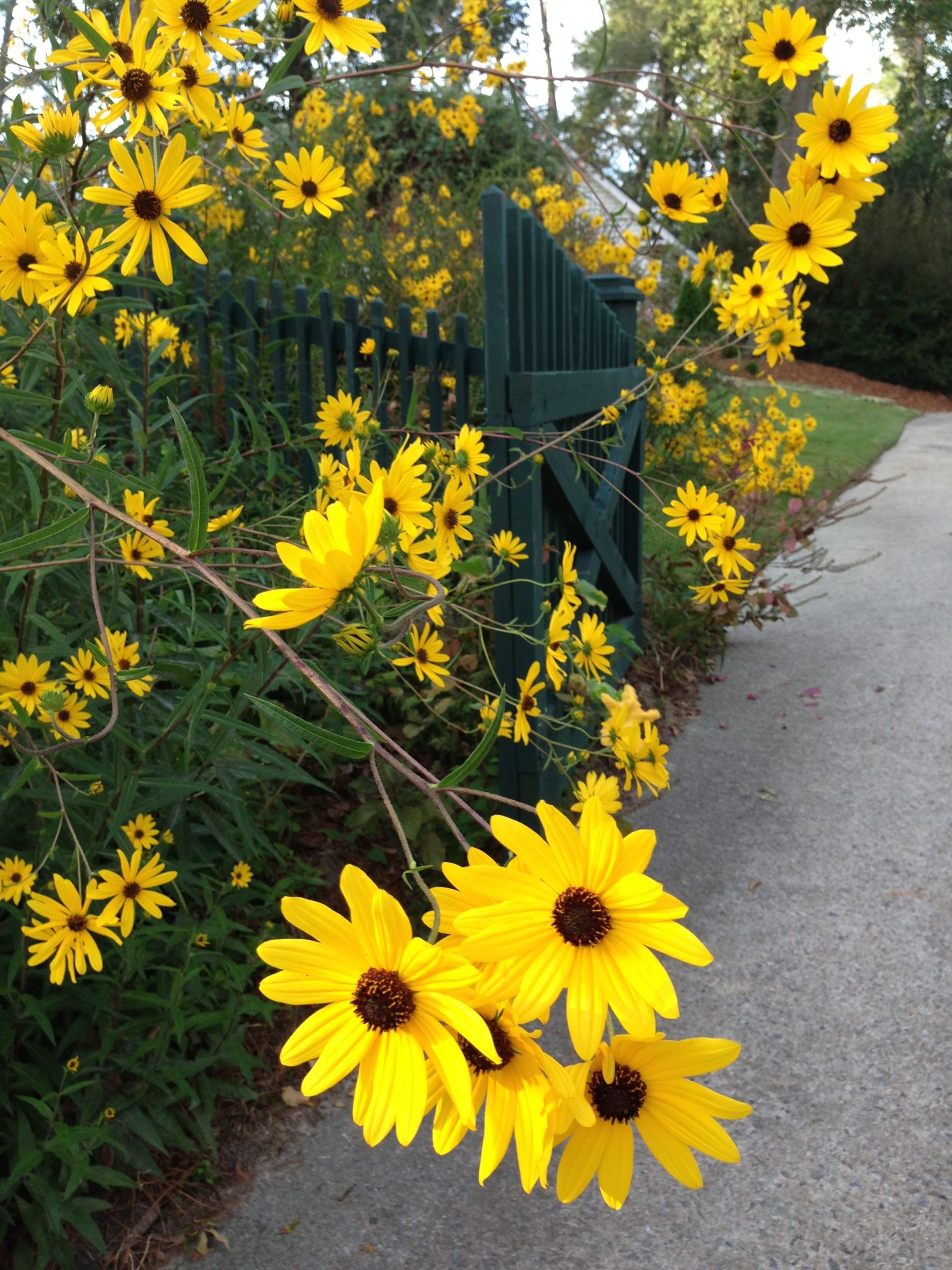 Fall Garden Clean Up