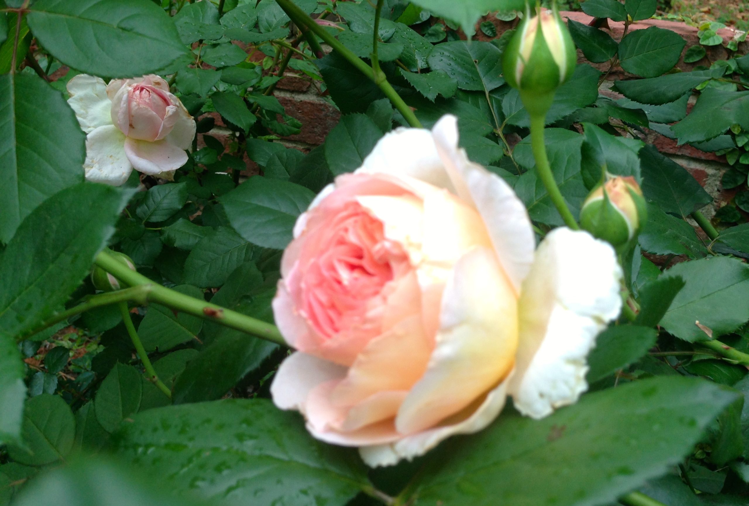 Garden Bouquet