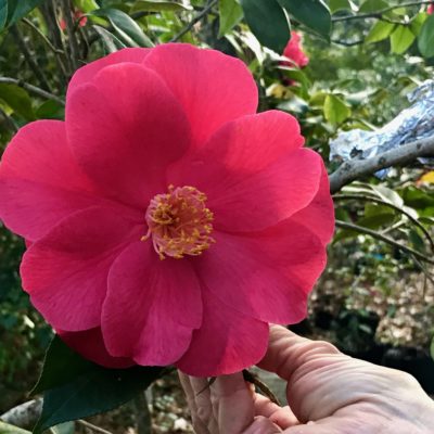 Bring on Beauty. Go Clone a Camellia.